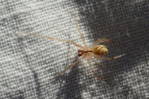 Theridion pictum