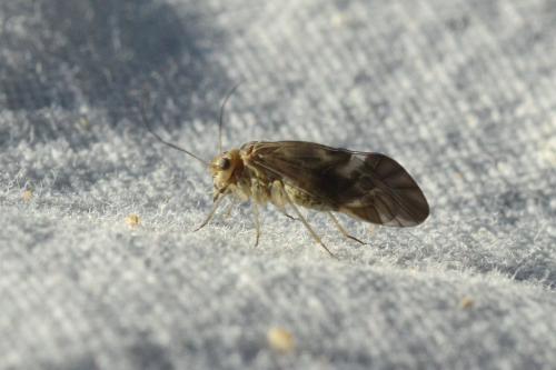 Réf. 86 783 : Metylophorus nebulosus