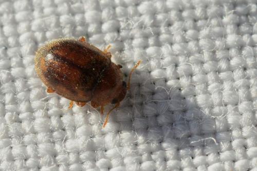 Réf. 86 785 : Rhyzobius chrysomeloides