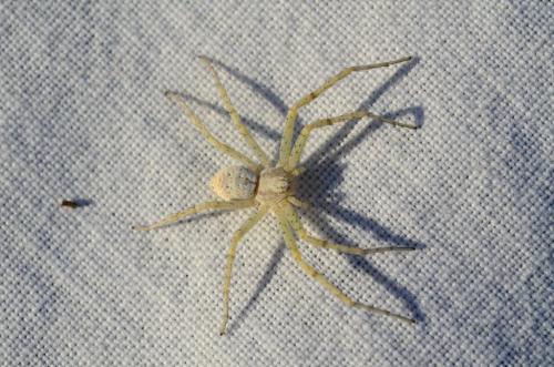 Philodromus sp.
