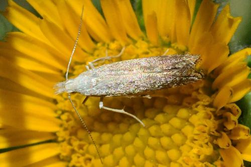 Réf. 86 981 : Isophrictis sp.