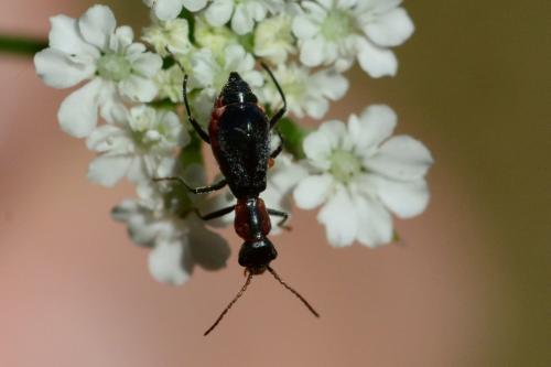 Réf. 86 957 : Cyrtosus cyanipennis