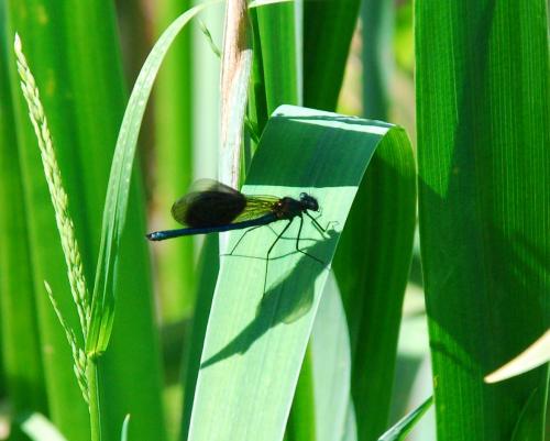 Réf. 86 742 : Calopteryx splendens