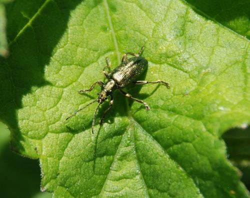 Réf. 86 407 : Plateumaris sericea