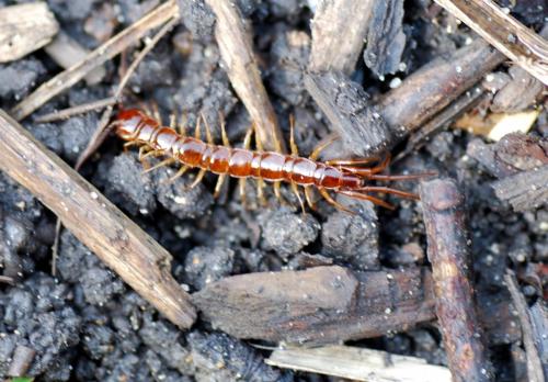 Lithobius sp.
