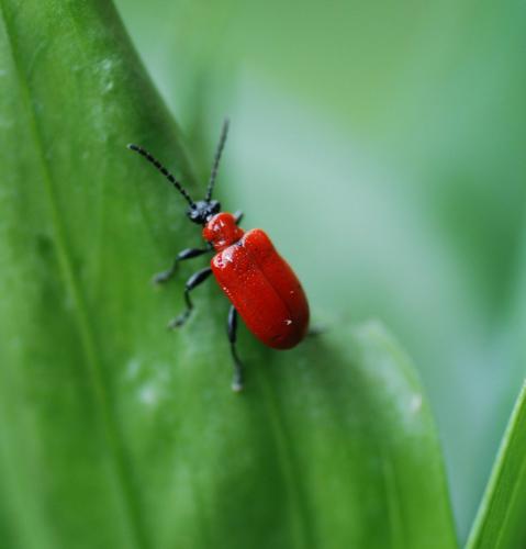 Lilioceris lilii