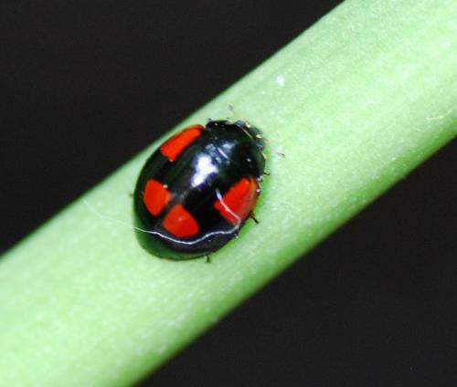 Réf. 86 296 : Adalia bipunctata bipunctata