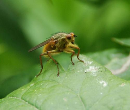 Scathophaga stercoraria