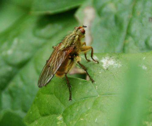Scathophaga stercoraria