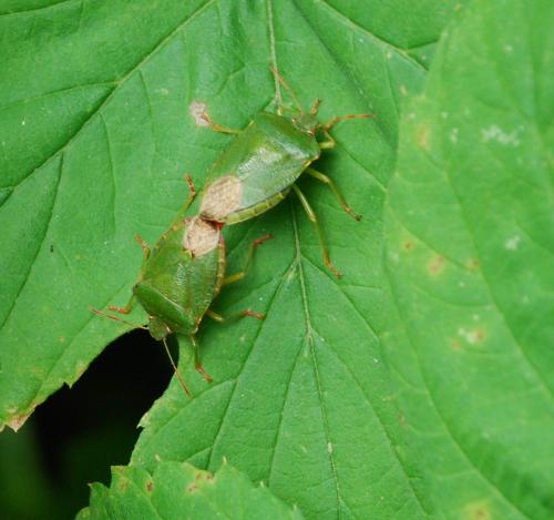 Palomena prasina