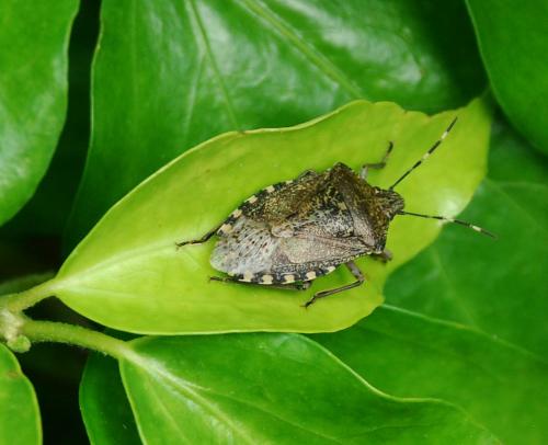 Rhaphigaster nebulosa