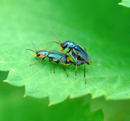 Réf. 86 479 : Clanoptilus elegans