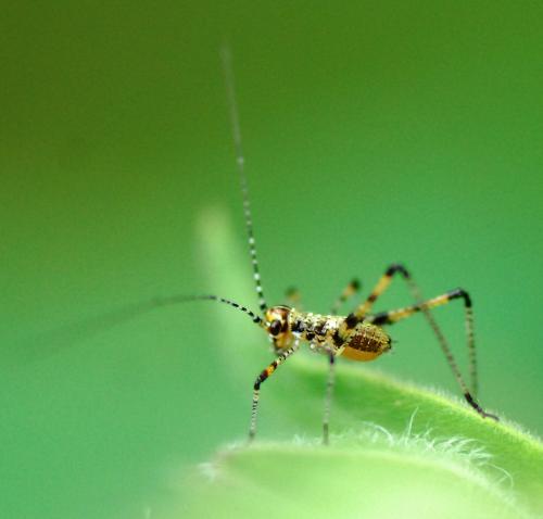 Phaneroptera sp.