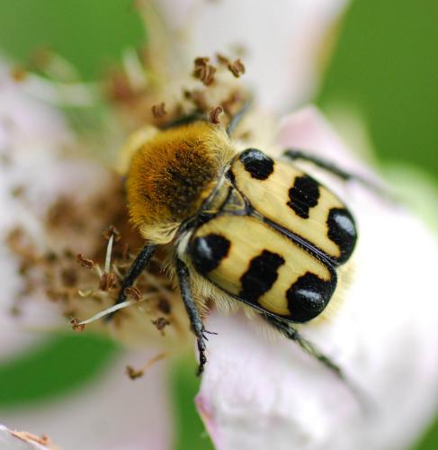 Réf. 86 476 : Trichius gallicus