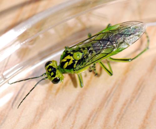 Réf. 86 613 : Rhogogaster chlorosoma