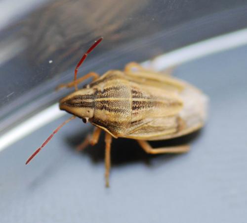 Aelia acuminata