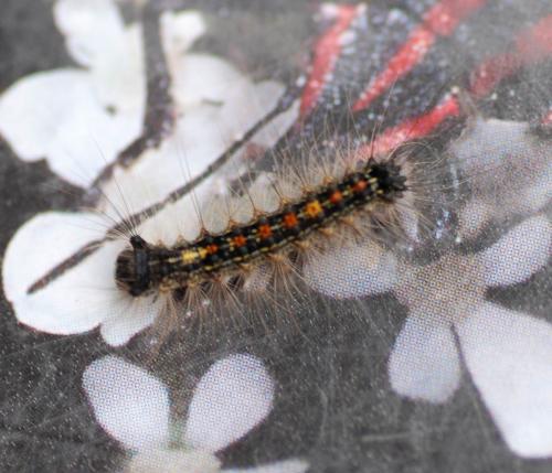 Lymantria dispar