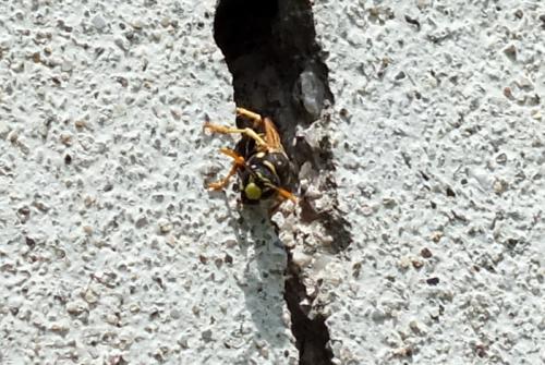 Polistes dominula