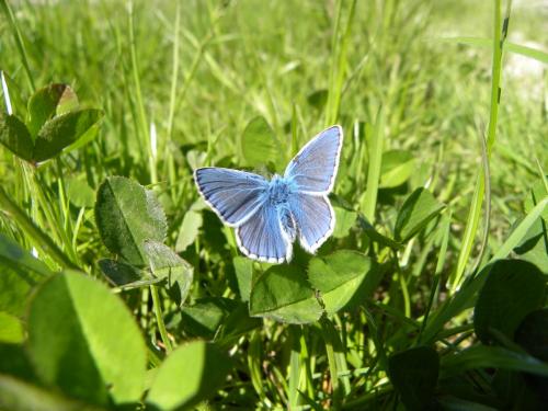 Polyommatus icarus