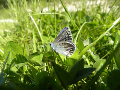 Polyommatus icarus
