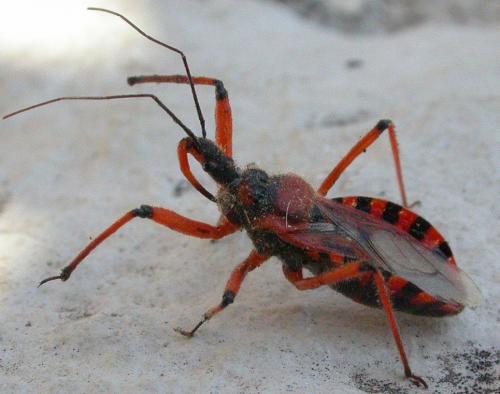 Rhynocoris iracundus