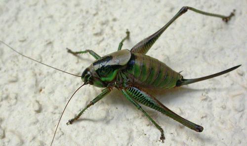 Réf. 86 151 : Eupholidoptera sp.