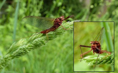 Ecdyonurus sp.