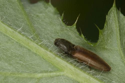 Réf. 86 443 : Athous haemorrhoidalis