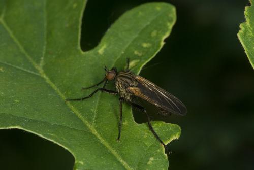 Empis tessellata