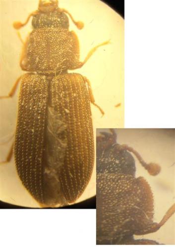 Synchita separanda