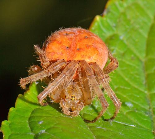 Réf. 86 110 : Araneus sp.