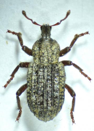 Réf. 86 953 : Entomoderus stableaui aubryi