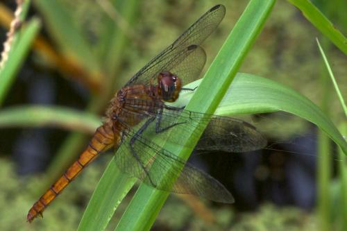 Erythemis mithroides