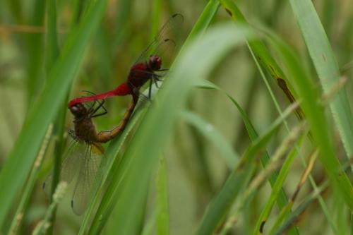 Erythemis mithroides