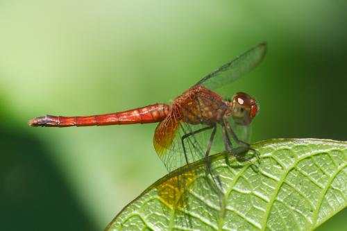 Erythrodiplax sp.