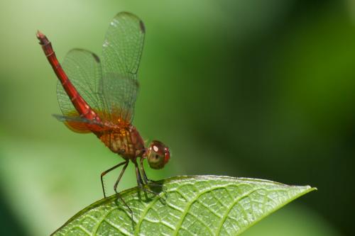 Erythrodiplax sp.