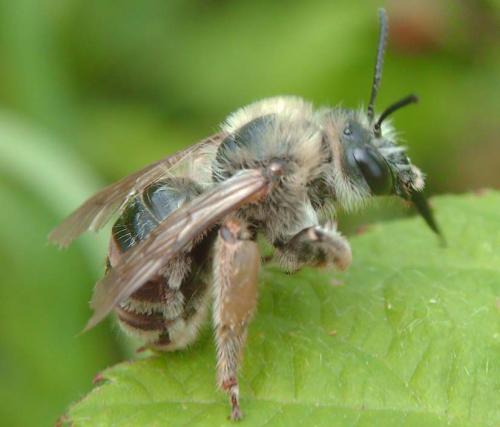 Réf. 86 966 : Eucera sp.