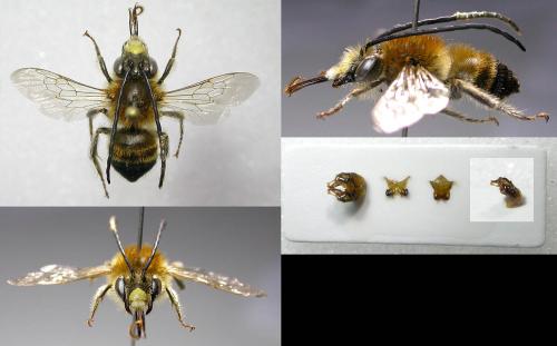 Eucera nigrescens