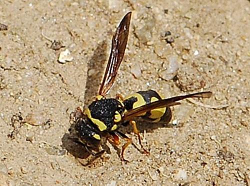 Réf. 86 456 : Parodontodynerus ephippium