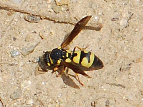 Réf. 86 411 : Parodontodynerus ephippium