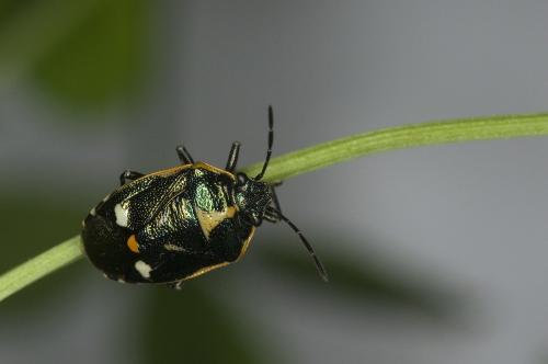Eurydema oleracea