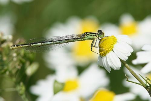 Erythromma lindenii