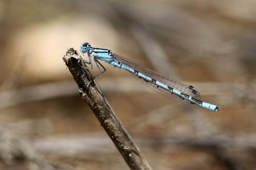 Enallagma cyathigerum