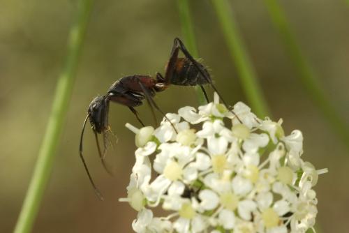 Camponotus cruentatus