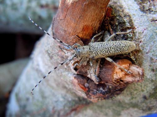 Réf. 86 439 : Saperda similis
