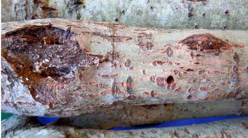 Réf. 86 586 : Saperda similis