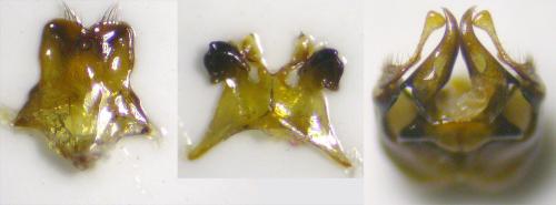Eucera nigrescens