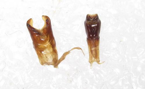 Holotrichia lata