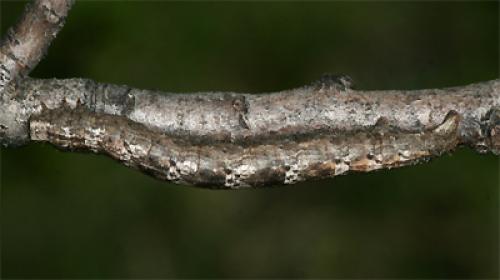 Gnophos dumetata