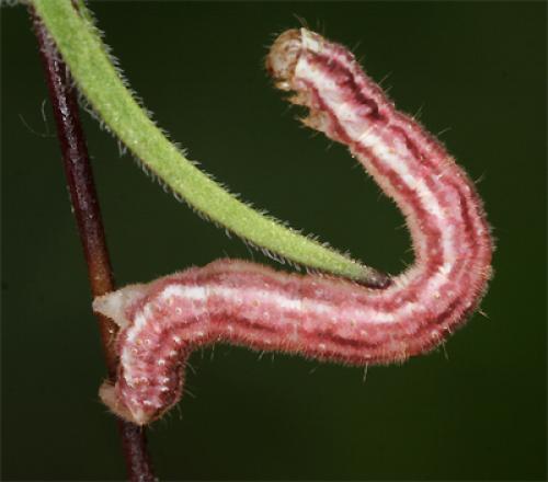 Gymnoscelis rufifasciata